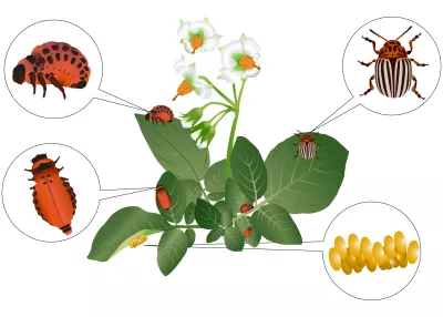Pestizidresistenz bei Insekten