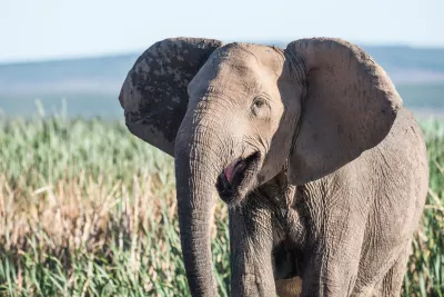 Verschwinden der Stosszähne bei Elefanten