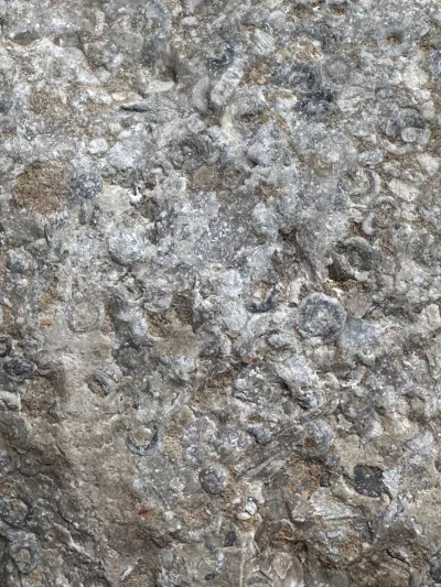 Registre fossile incomplet