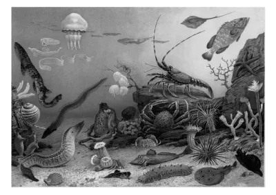 Révélation de la diversité de la vie ancienne 