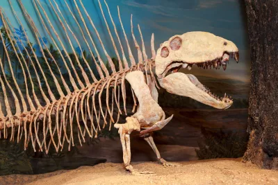 Animaux marchant sur la terre ferme 